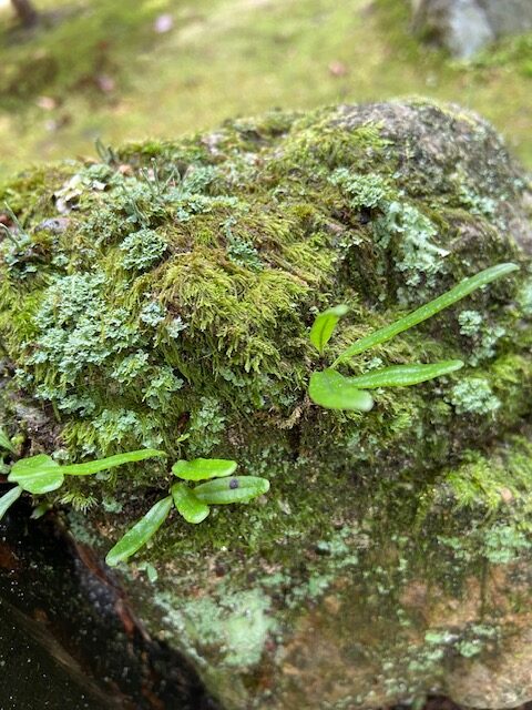 夏期休暇のお知らせ